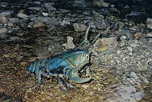 Giant Blue Freshwater Crayfish