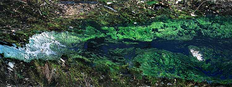 Algal Bloom Tasmania