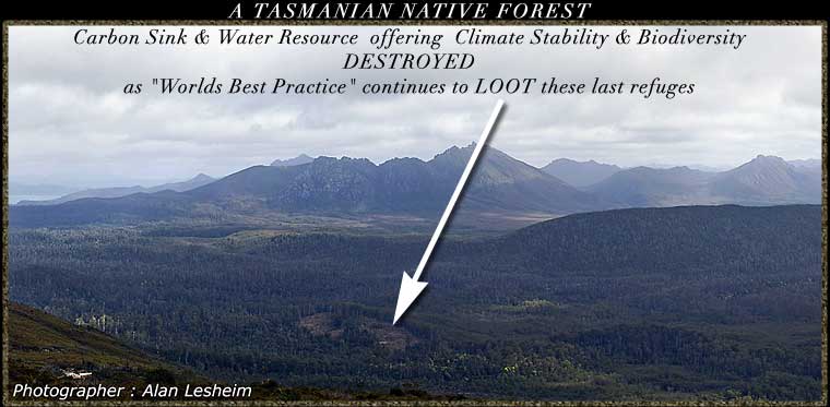 TASMANIAN NATIVE FOREST
