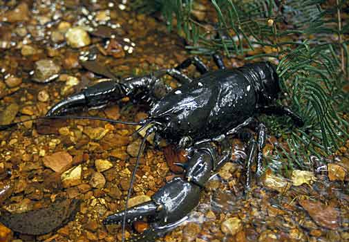 Freshwater Crayfish Tasmania